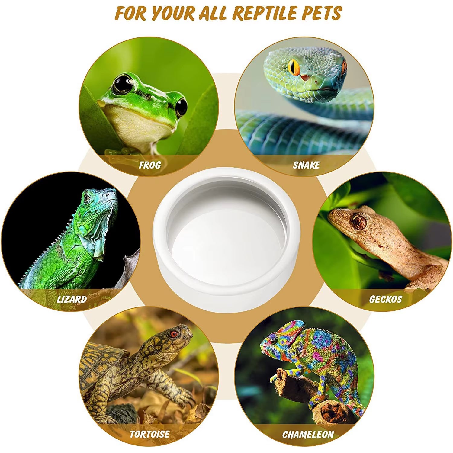 Reptile Food Bowl Feeding and Watering Bowl Anti-Escape Ceramic Feeding and Watering Bowl Anti-Escape Super Worm Feeder